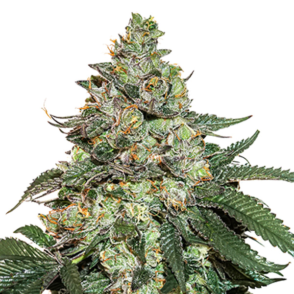 Auto Girl Scout Cookies fem. 5 u. Seedstockers