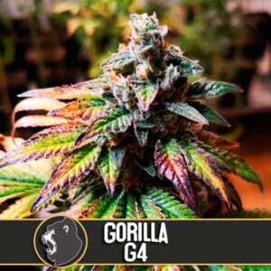 Auto Gorilla G4 3 u. fem. Blimburn Seeds
