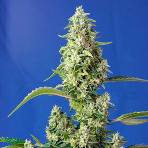Auto Gorilla Girl Xl 100 u. Granel Profesionales Sweet Seeds