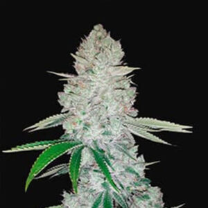 Auto Gorilla Glue 5 u fem Philosopher