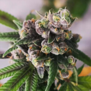 Auto Gorilla Punch 5 u fem Philosopher