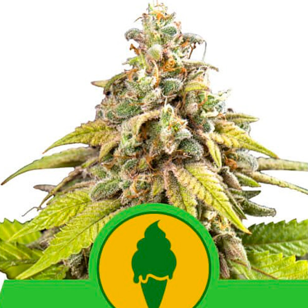 Auto Green Gelato 3 u. fem. Royal Queen