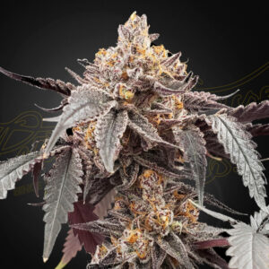 Auto Guava x Auto Gelato 41 -  3 u. fem. Green House