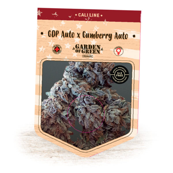 Auto Gumberries GDP 1 u. fem. Garden of Green Seeds