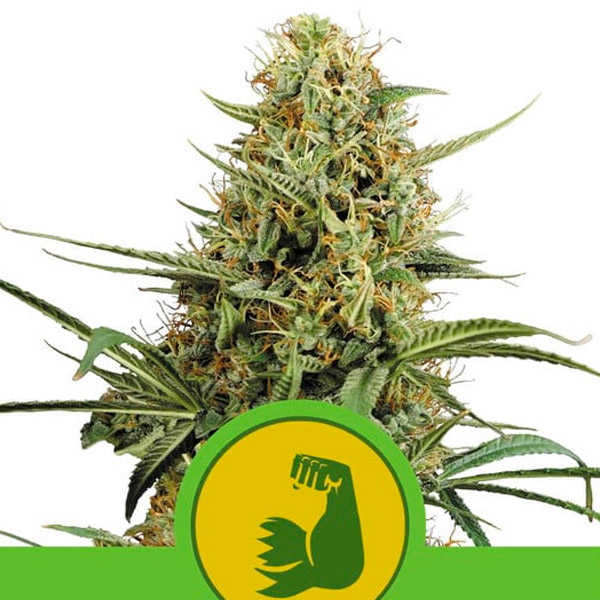 Auto Hulkberry 5 u. fem. Royal Queen