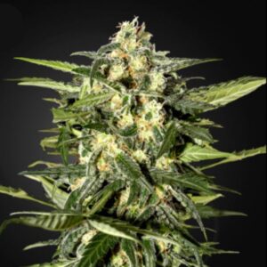 Auto Jack Herer 10 u. fem. Green House