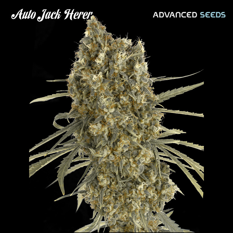 Auto Jack Herer 25 u. fem. Advanced Seeds