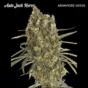 Auto Jack Herer   3 + 1 u. fem. Advanced Seeds
