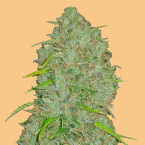 Auto Jack Herer  3 u. fem. FastBuds Seeds