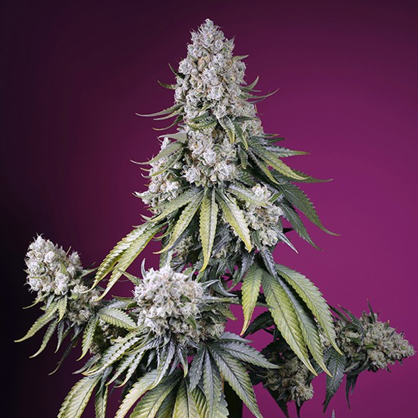 Auto Jealousy Z XL 25 u. fem. Granel Profesionales Sweet Seeds