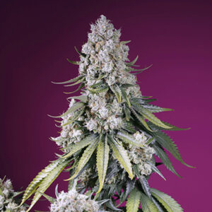 Auto Jealousy Z XL 5+2 u. fem. Sweet Seeds