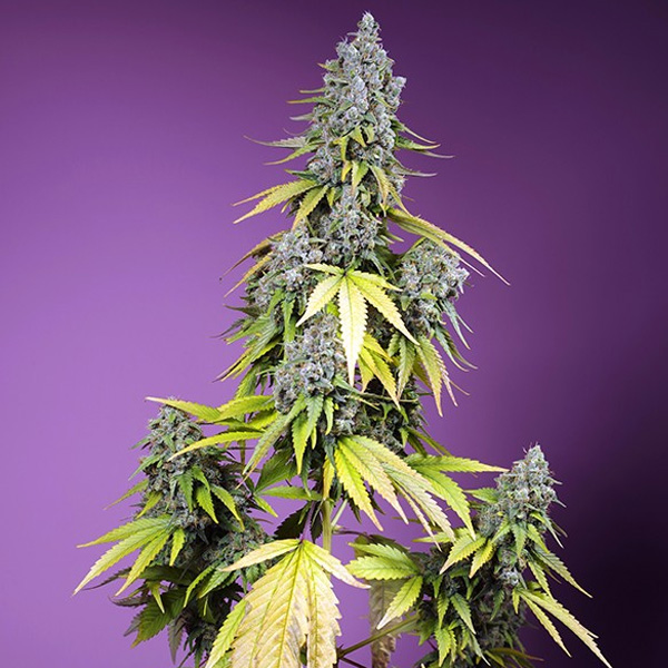 Auto Jet Fuel Mandarine XL 100 u. fem. Granel Profesionales Sweet Seeds