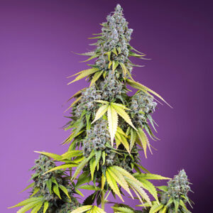 Auto Jet Fuel Mandarine XL 5+2 u. fem. Sweet Seeds