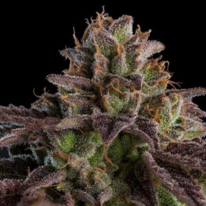 Auto K-Mintz 3 u. fem. Ripper Seeds