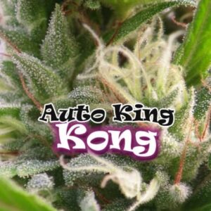 Auto King Kong 4 u. fem. Dr Underground