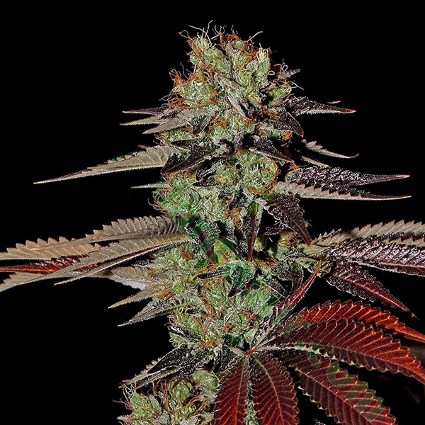 Auto Kings Kush 1 u. fem. Green House