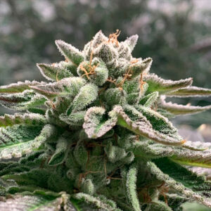 Auto Klementine 5 u. fem R-Kiem Seeds