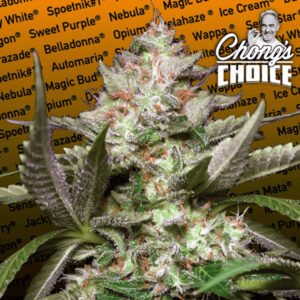 Auto Kong 4 -  3 u. fem. Paradise Seeds