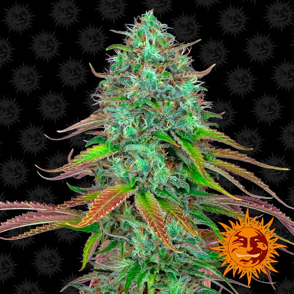 Auto LSD 5 u. fem. Barney's