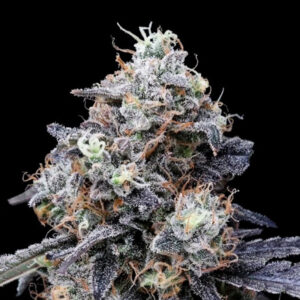 Auto MacMelon 10 u. fem. DNA Genetics