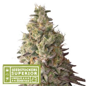 Auto Mack & Crack fem.  5 u. Seedstockers Superior