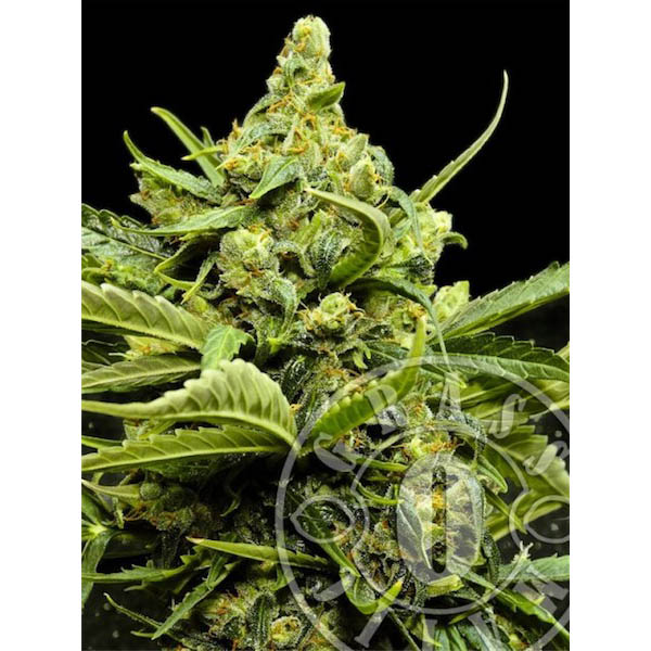 Auto Maxi Gom 5 u. fem. Grassomatic