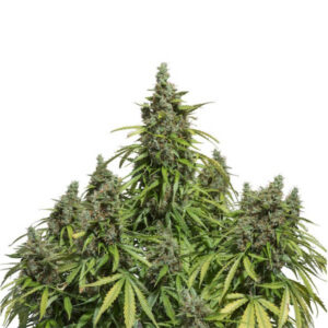 Auto Mazar  1 u. fem. Dutch Passion