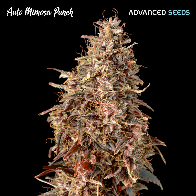 Auto Mimosa Punch 5 + 2 u. fem. Advanced Seeds