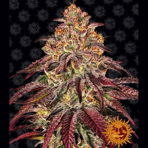 Auto Mimosa x Orange Punch 1 u. fem. Barney's