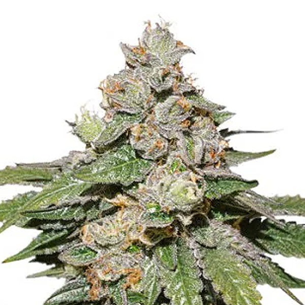 Auto Mokum´s Tulip 3 u. fem. Dutch Passion