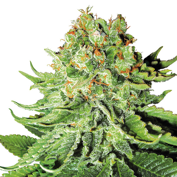 Auto NL 5 u. fem. White Label