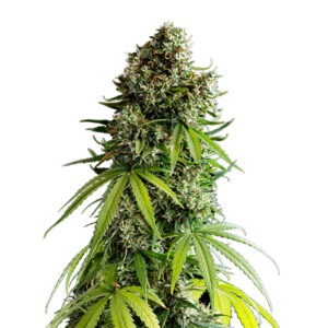 Auto NYC Sour D    5 u. fem. Royal Queen x Tyson 2.0