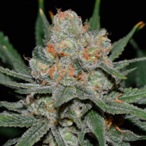 Auto Nevil Bilbo 1 u. fem. Genehtik