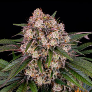 Auto OG Kush  5 u. fem. Barney's