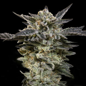 Auto Oreoz 3 u. fem. 00 Seeds