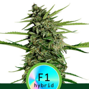 Auto Orion F1 - 10 u. fem. Royal Queen