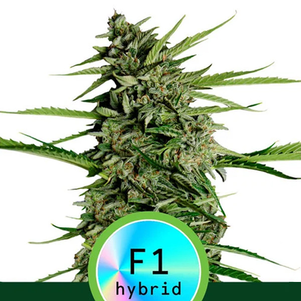 Auto Orion F1 - 5 u. fem. Royal Queen