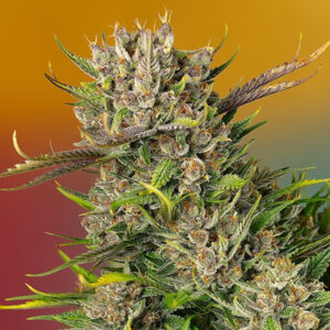 Auto Papaya Zoap 5+2 u. fem. Sweet Seeds