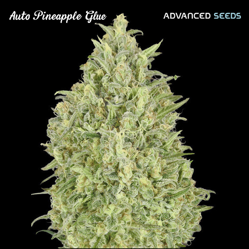 Auto Pineapple Glue 1 u. fem. Advanced Seeds