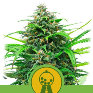 Auto Pink Runtz  3 u. fem. Royal Queen