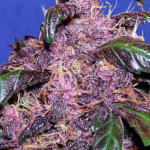 Auto Purple  3 u. fem. Original Sensible