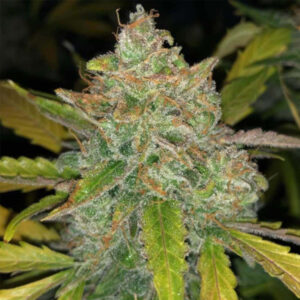 Auto Purple Sunset 5 u fem Philosopher