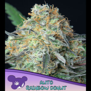 Auto Rainbow Donut  5 u. fem Anesia