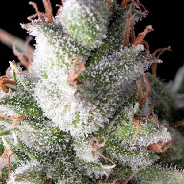 Auto Ramses 1 u. blister x 12 u. fem. Pyramid Seeds