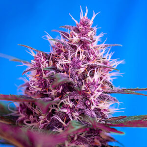 Auto Red Poison 100 u. fem. Granel Profesionales Sweet Seeds
