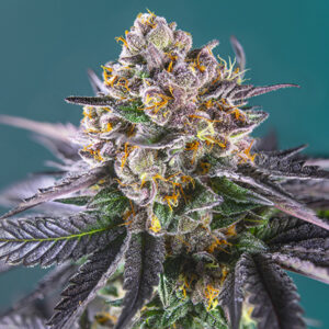 Auto Red Strawberry Banana   3+1 u. fem. Sweet Seeds