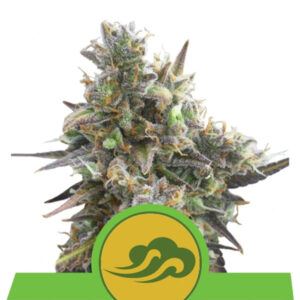 Auto Royal Bluematic  1 u. fem. Royal Queen