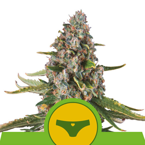 Auto Sherbet Queen 3 u. fem. Royal Queen