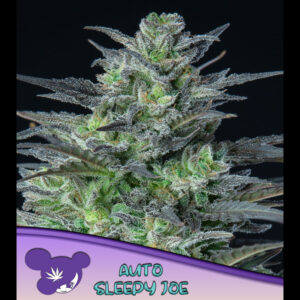 Auto Sleepy Joe  5 u. fem Anesia