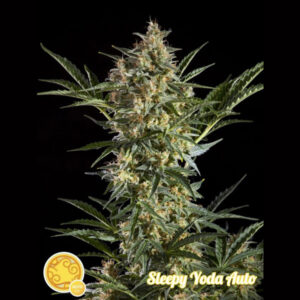 Auto Sleepy Yoda 5 u fem Philosopher